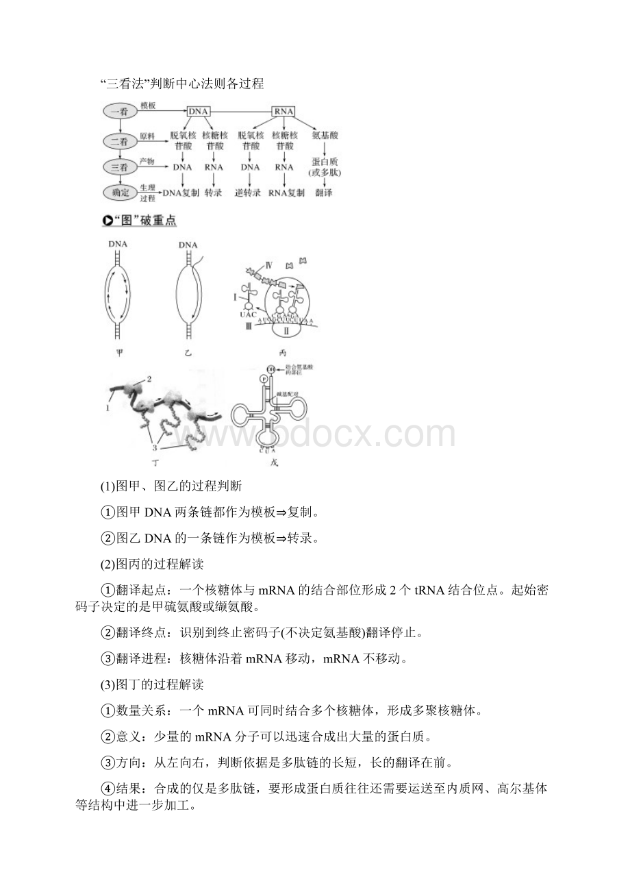 高考生物大一轮复习 第6单元 遗传的分子基础 第19讲 基因的表达学案.docx_第3页