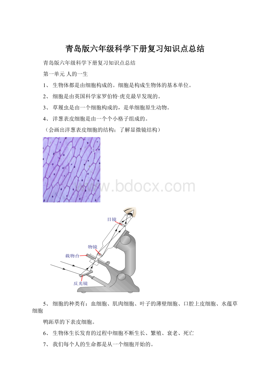 青岛版六年级科学下册复习知识点总结.docx_第1页