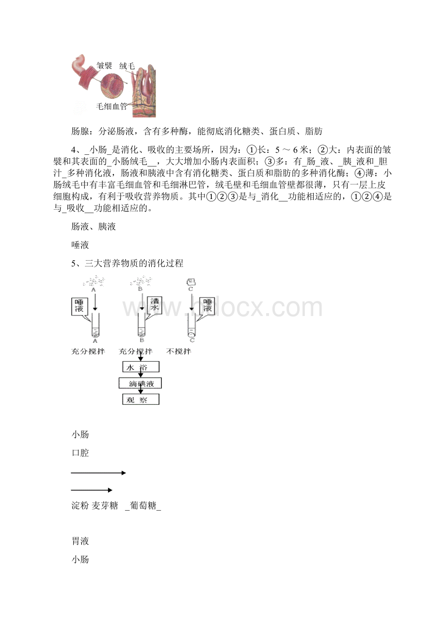 七年级下生物总复习.docx_第3页