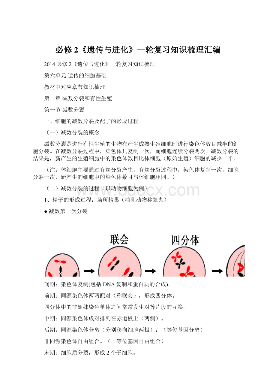 必修2《遗传与进化》一轮复习知识梳理汇编.docx_第1页