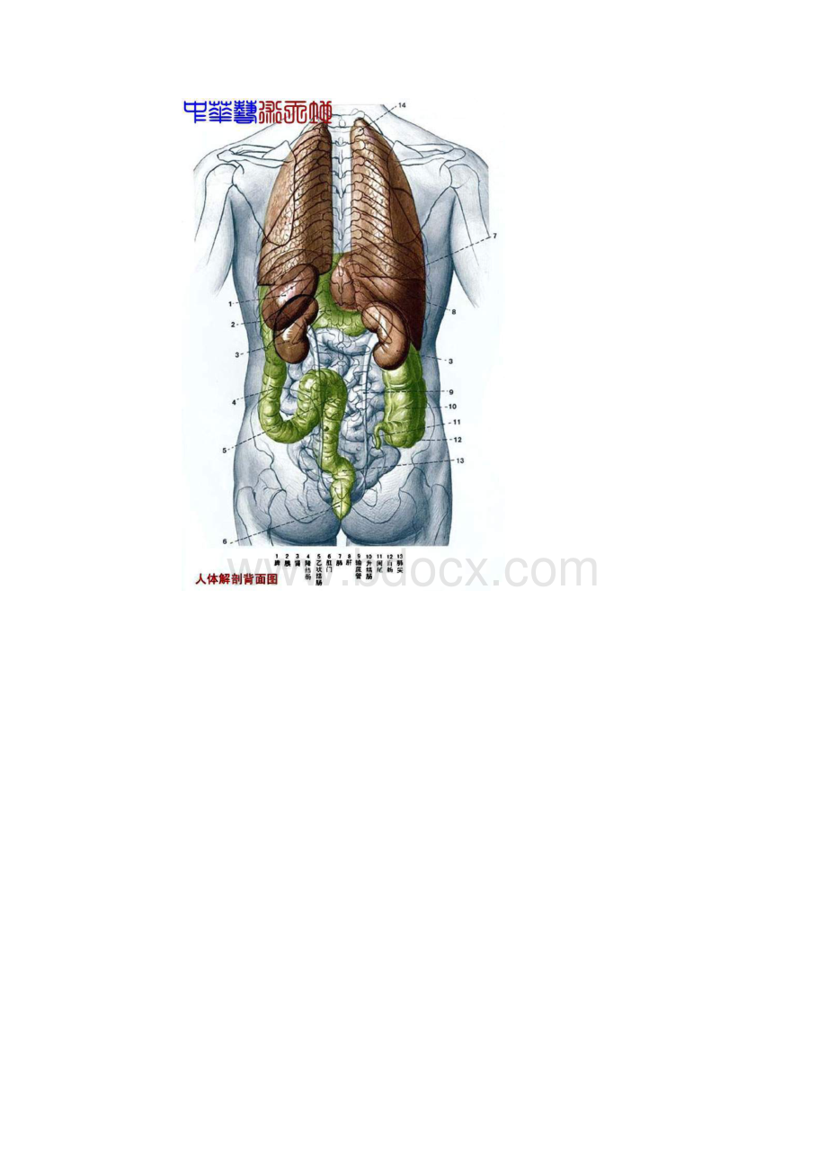 最全人体内脏结构图医学图谱.docx_第3页