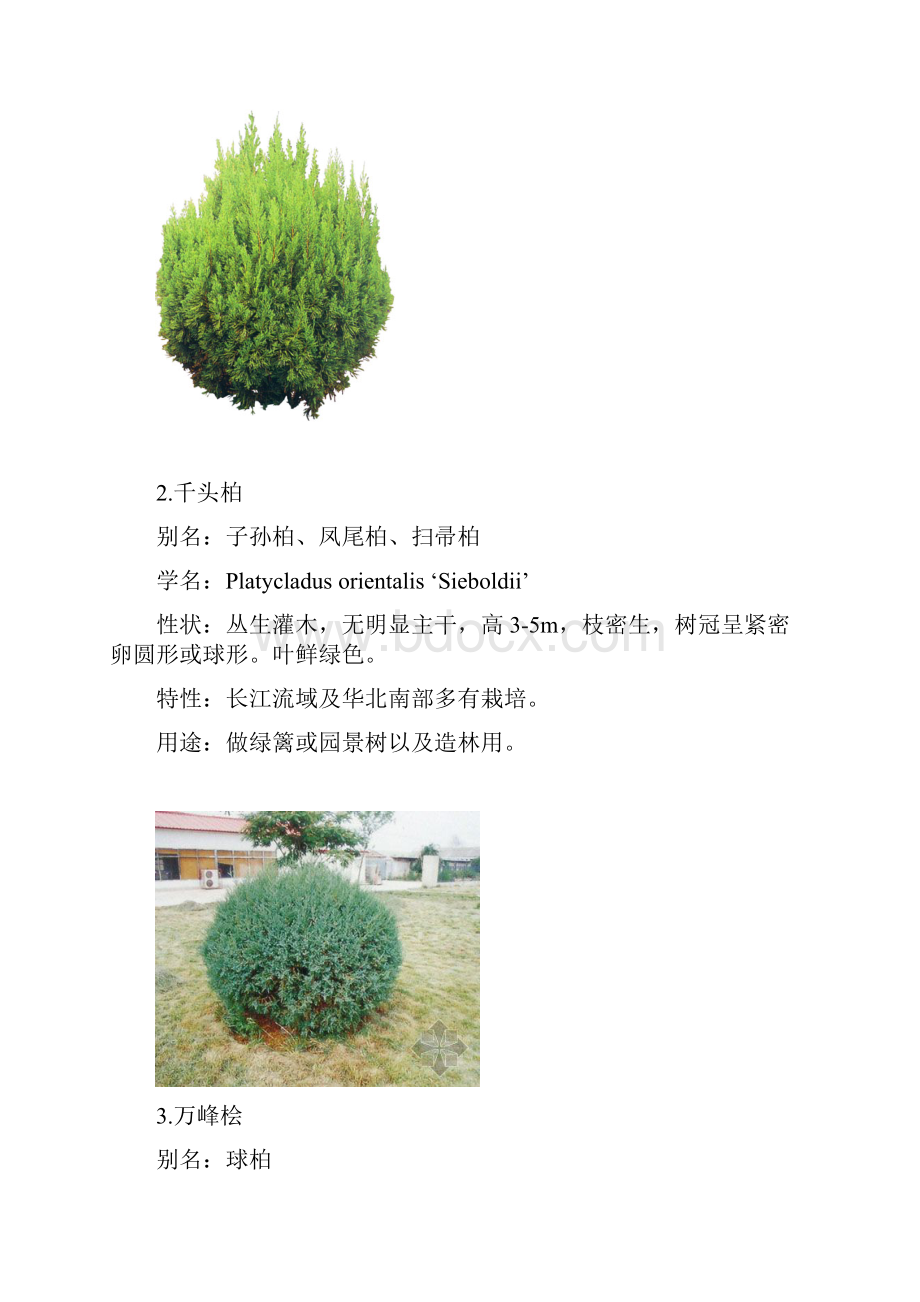 北方园林绿化常用植物灌木.docx_第2页