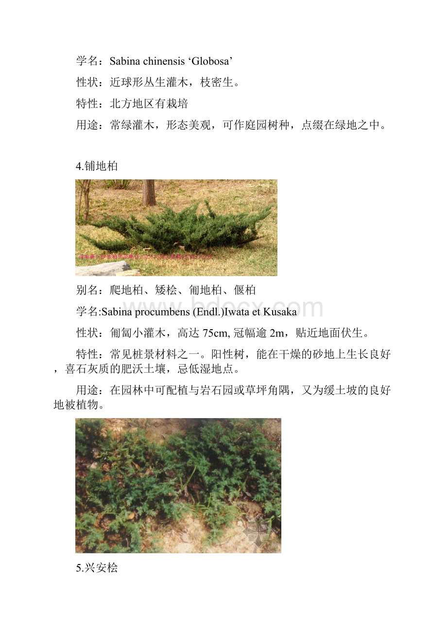 北方园林绿化常用植物灌木.docx_第3页