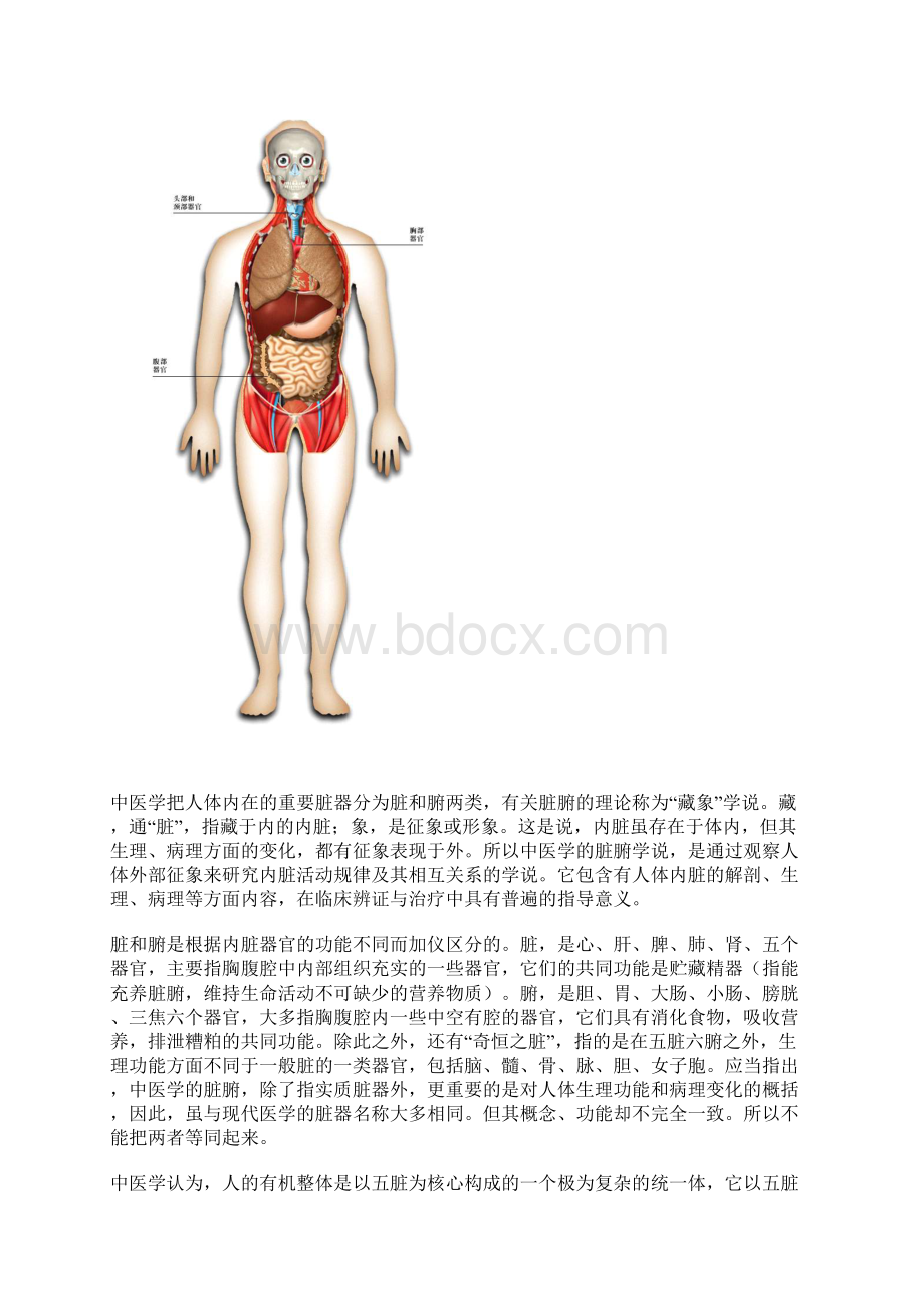 人体内脏结构和功能总结新版.docx_第2页