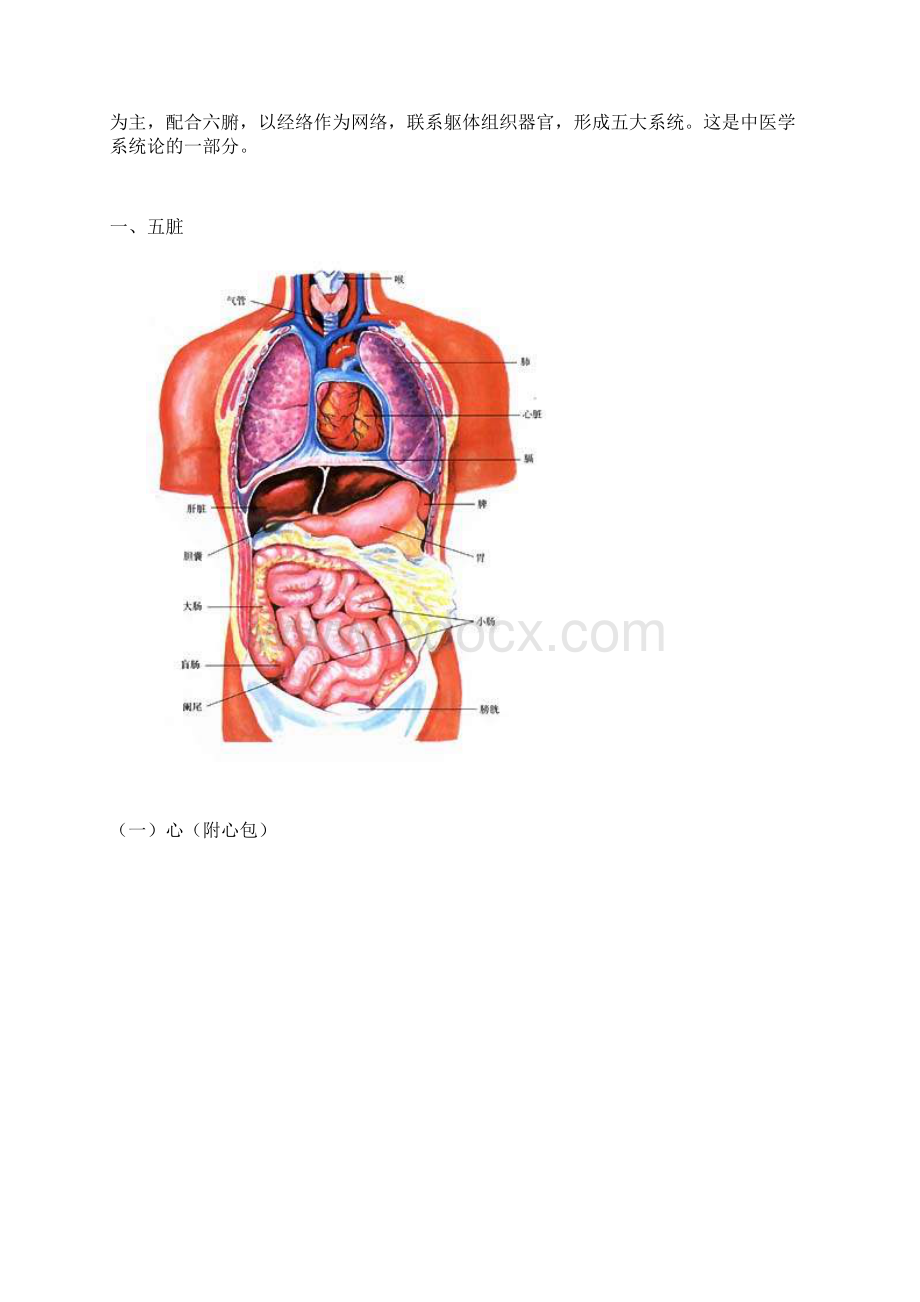 人体内脏结构和功能总结新版.docx_第3页