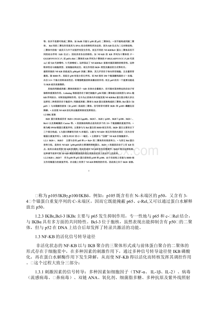 NFkb信号通路.docx_第2页