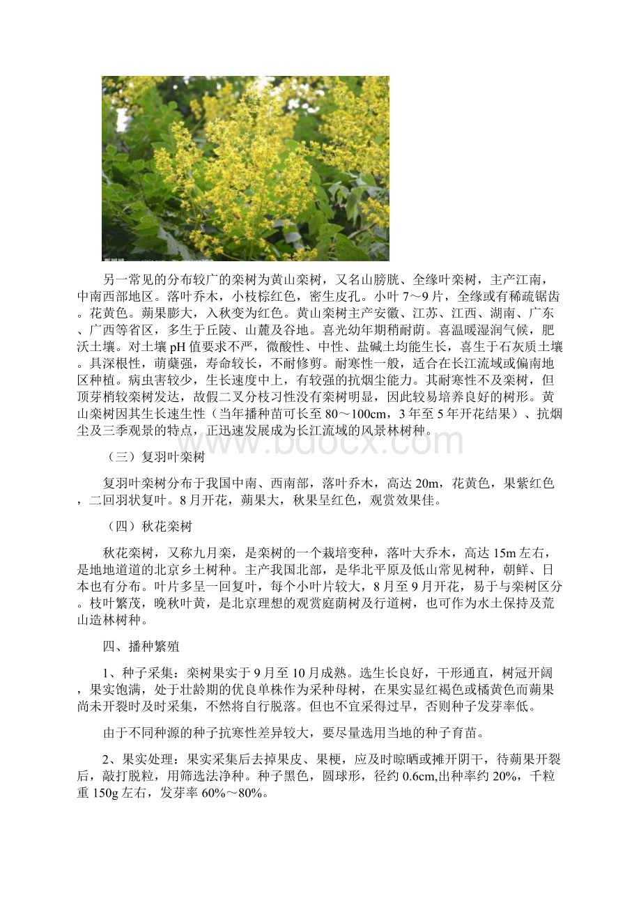 栾树种植技术分析.docx_第3页
