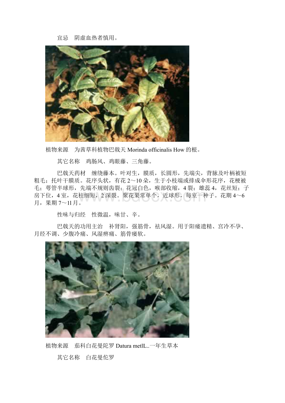 100种中草药彩色图谱教程.docx_第2页