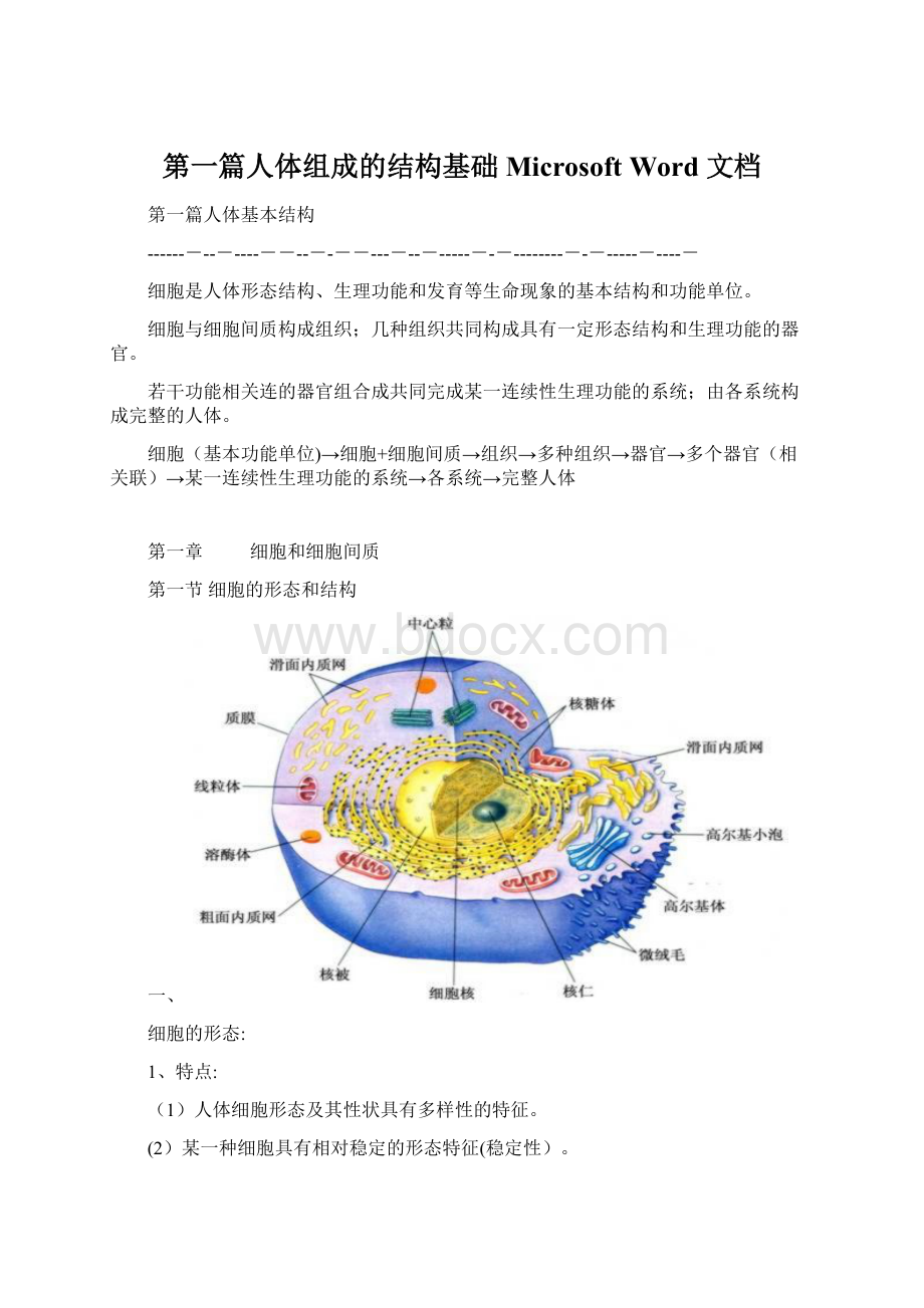 第一篇人体组成的结构基础Microsoft Word 文档.docx