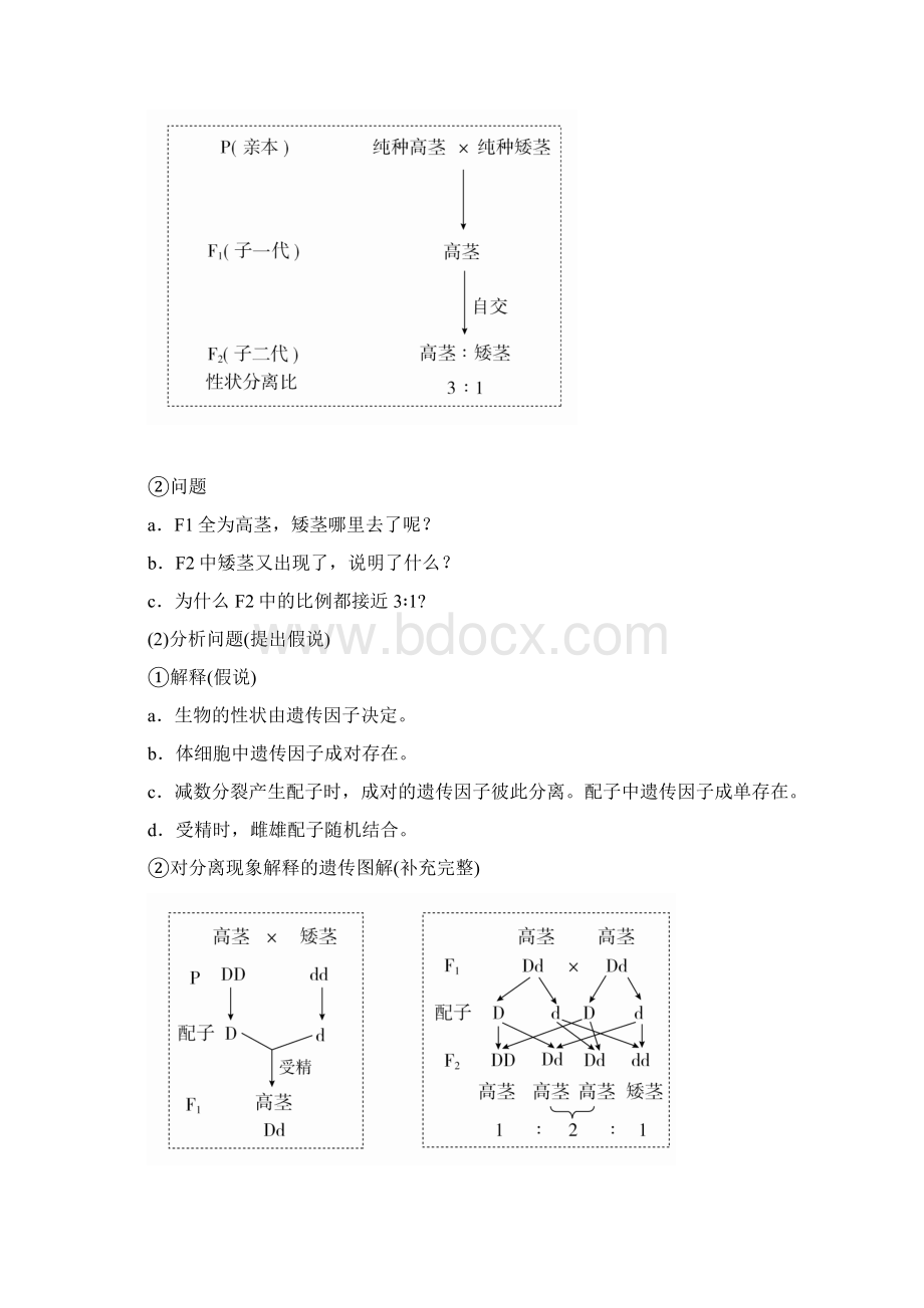 版高考生物复习第5单元遗传的基本规律与伴性遗传第14讲基因的分离定律学案.docx_第3页