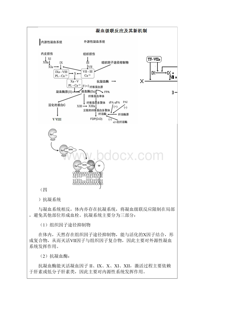 血栓的基础与临床.docx_第3页