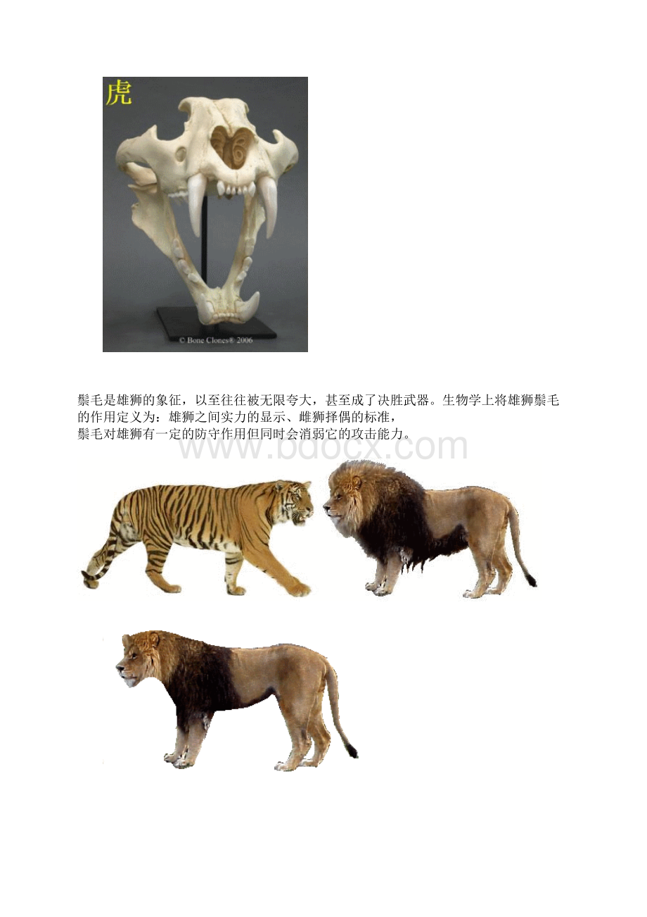 老虎和狮子对比.docx_第2页