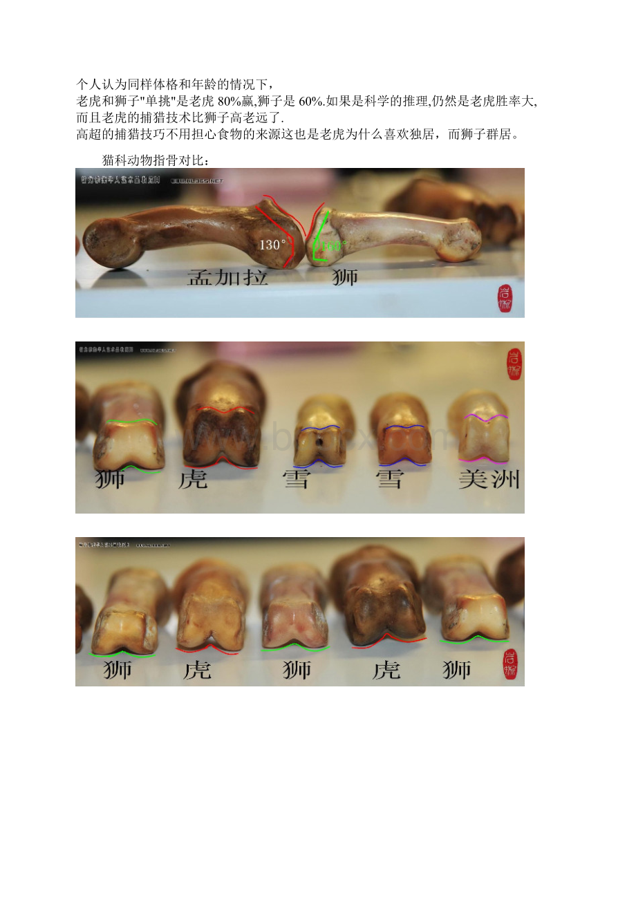 老虎和狮子对比.docx_第3页