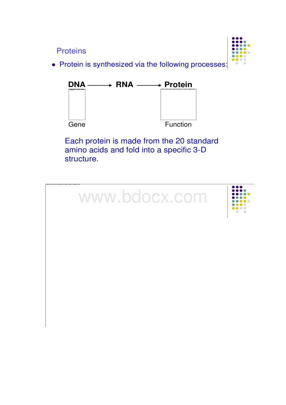 2蛋白质结构基础.docx_第2页