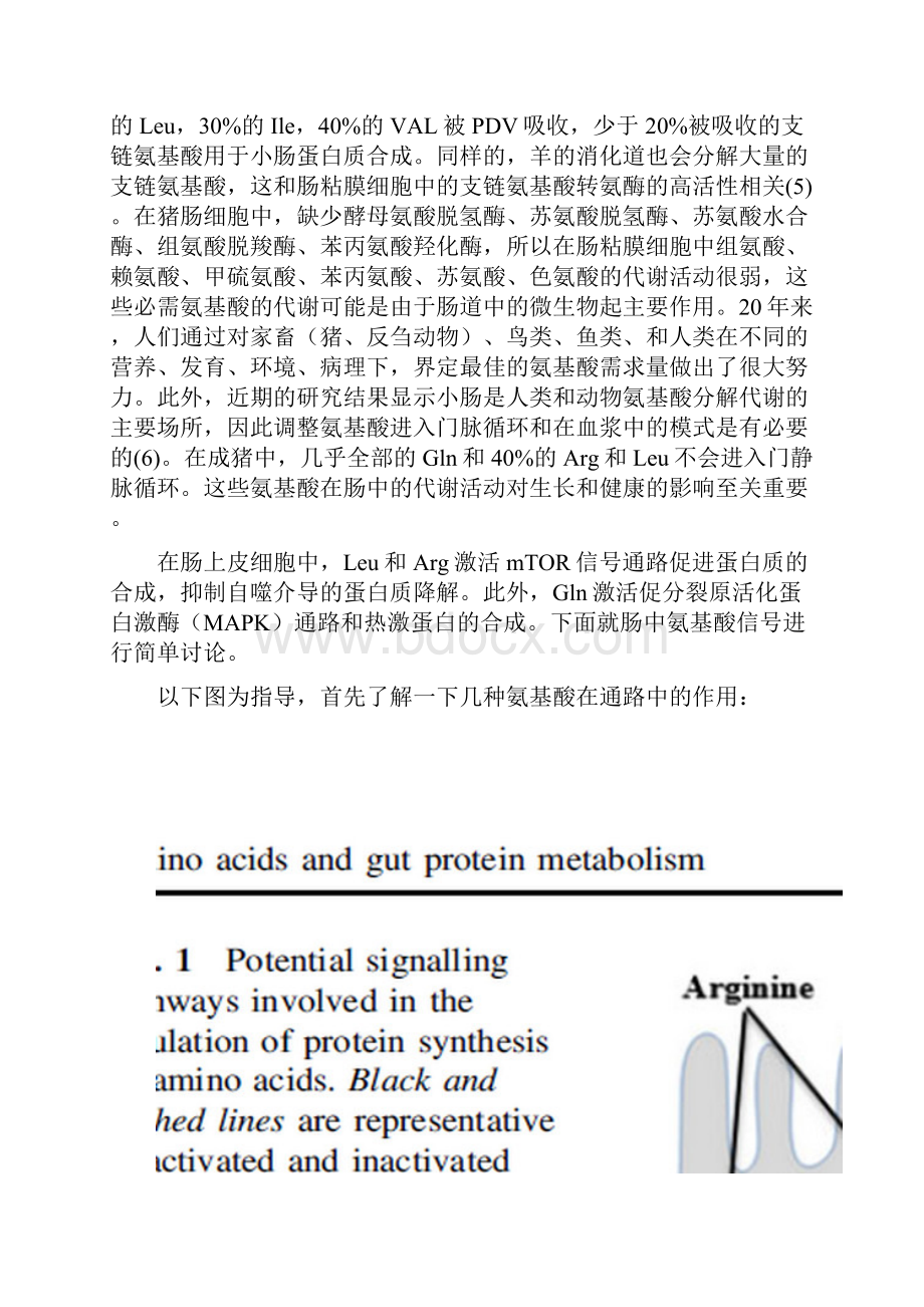 消化道氨基酸代谢机制要点.docx_第2页