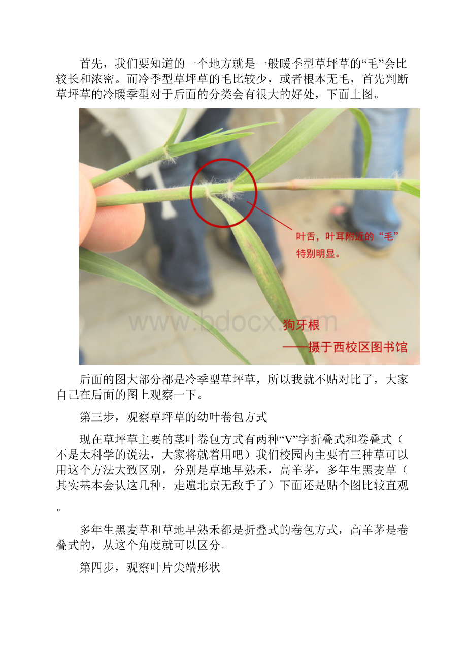 《草坪学》草种鉴别方法.docx_第2页