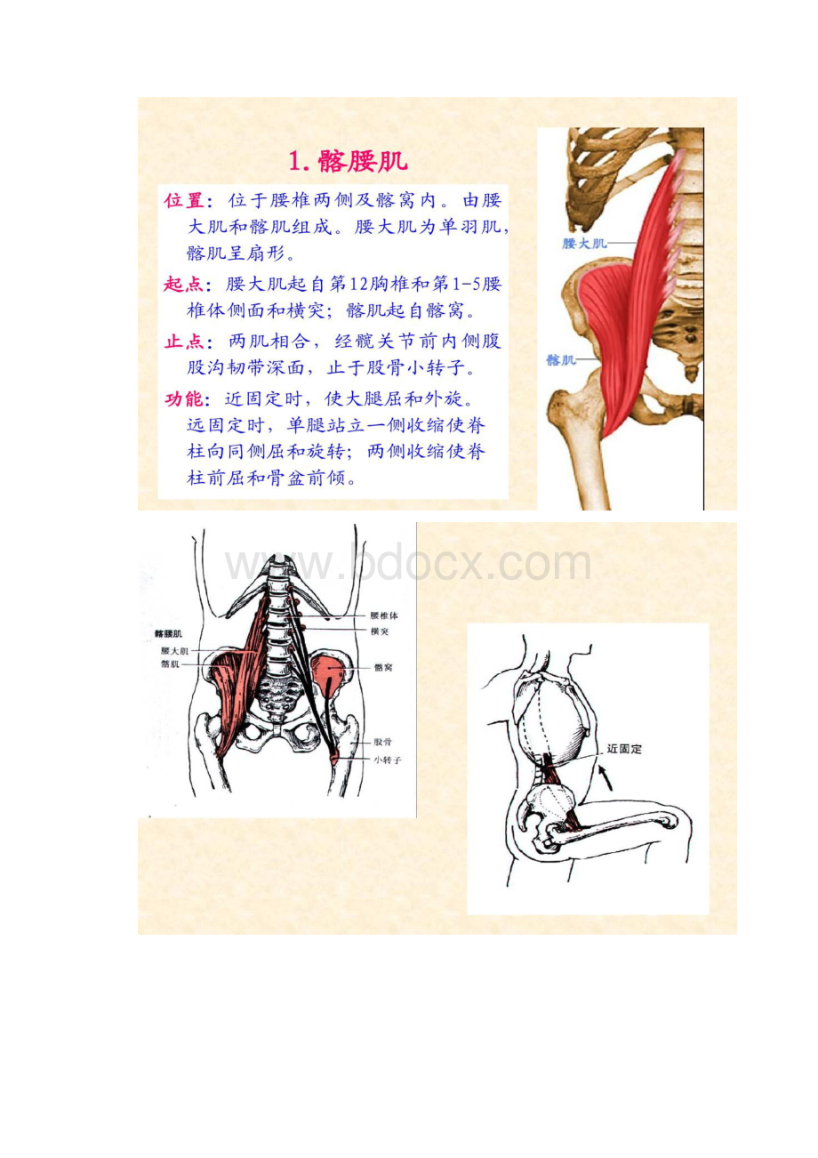 人体解剖骨骼肌下肢肌解读.docx_第3页