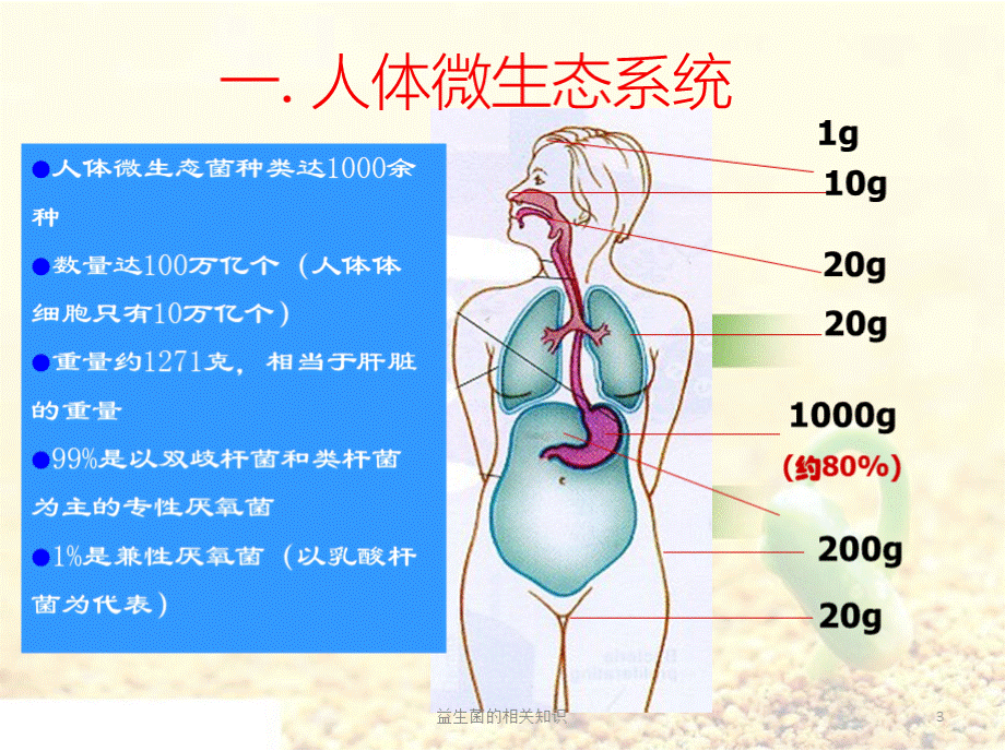 益生菌的相关知识培训课件.pptx_第3页