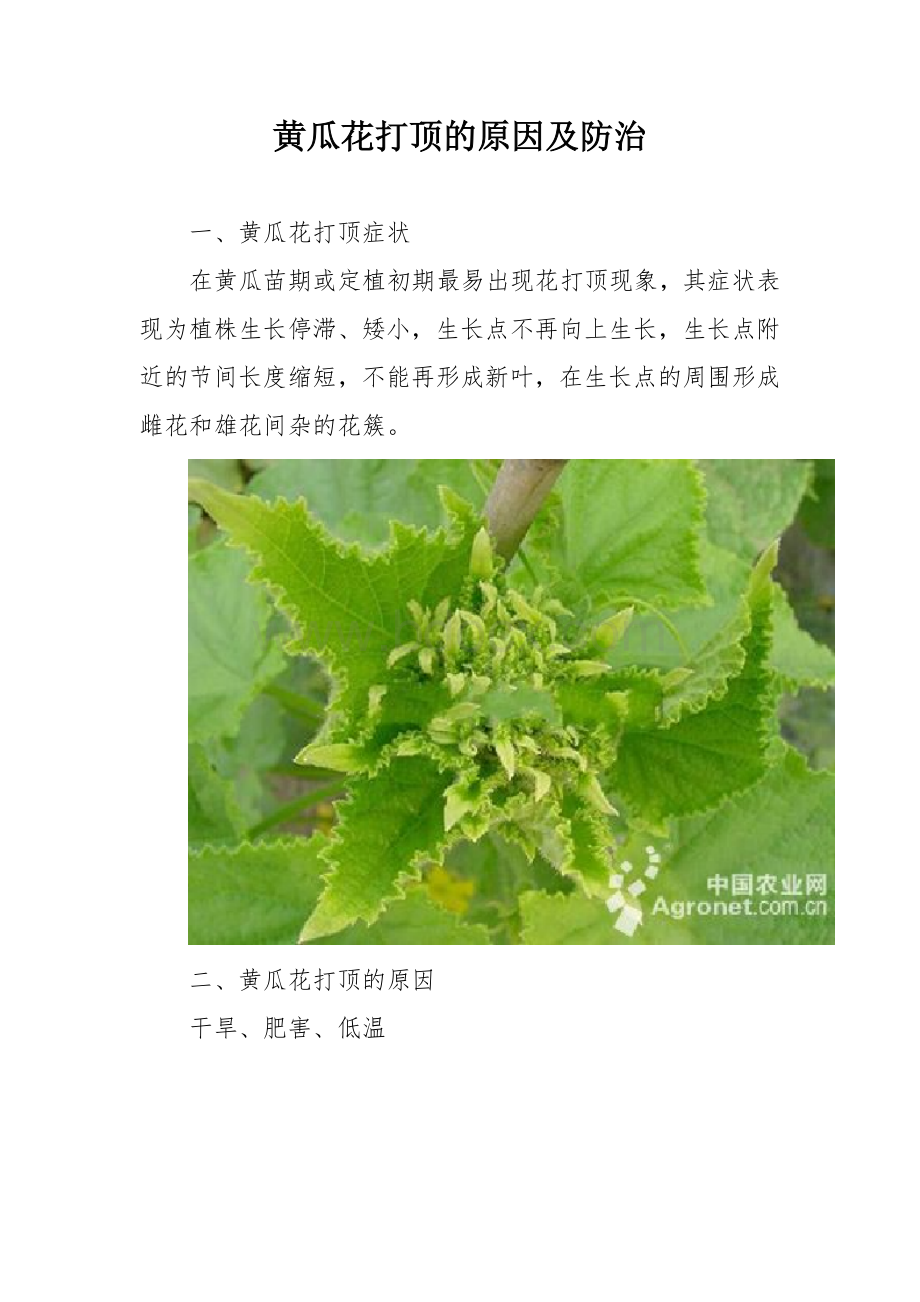 黄瓜花打顶的原因及防治.docx