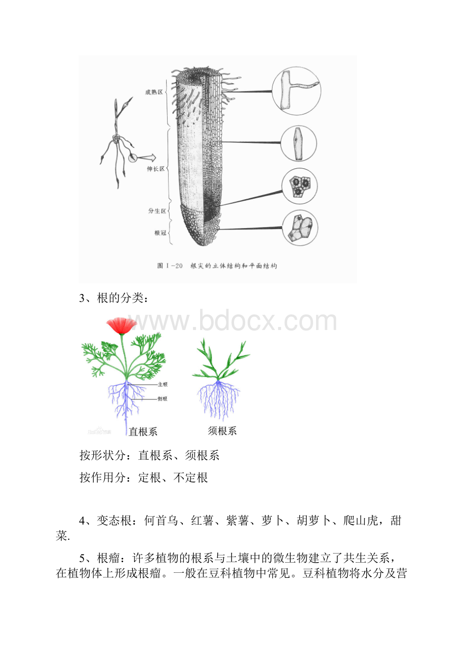 生物小实验植物部分归纳.docx_第2页