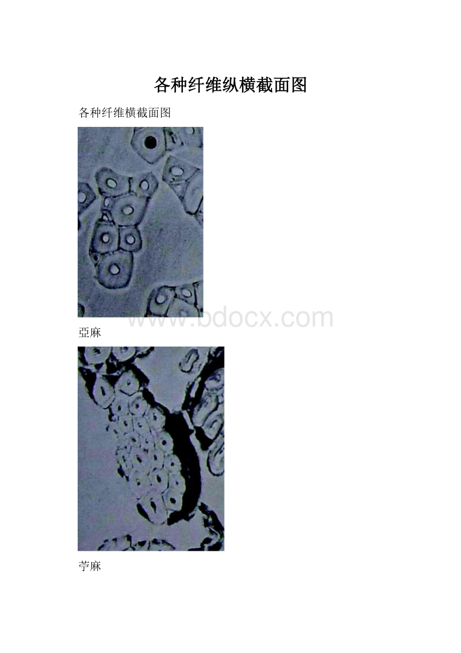 各种纤维纵横截面图.docx