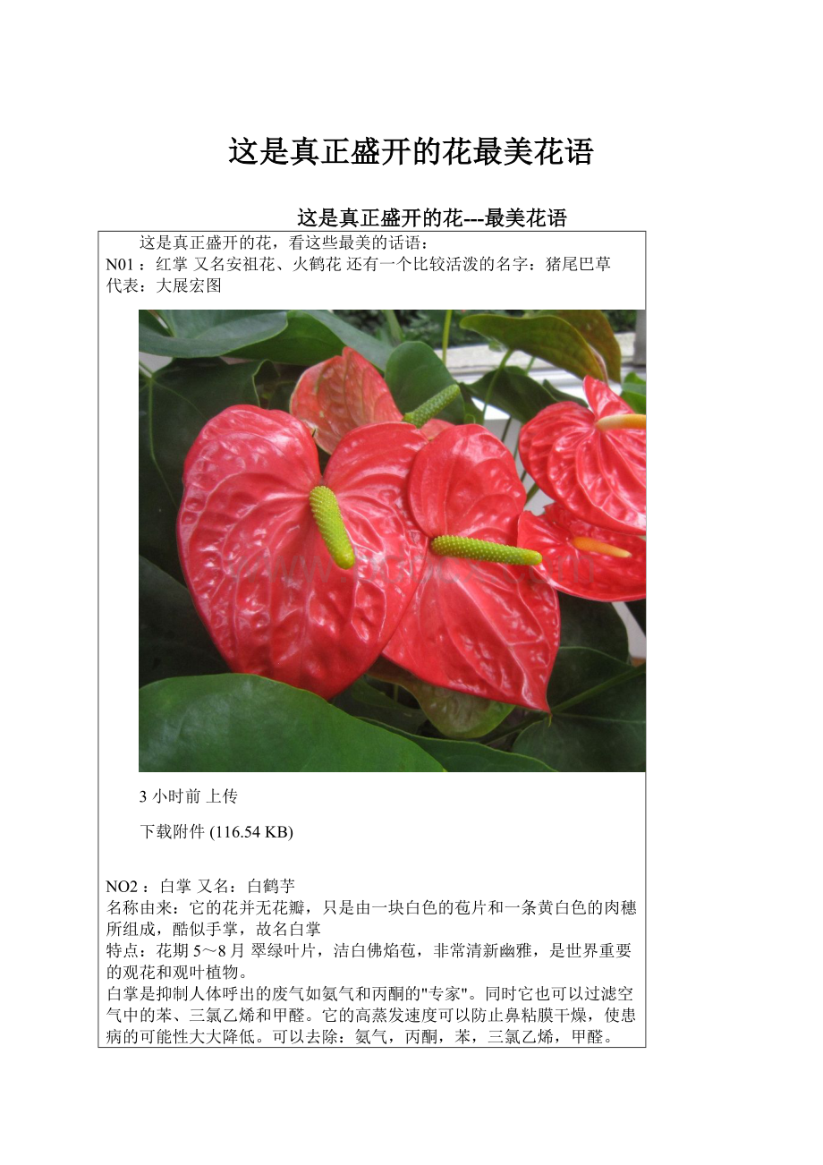 这是真正盛开的花最美花语.docx