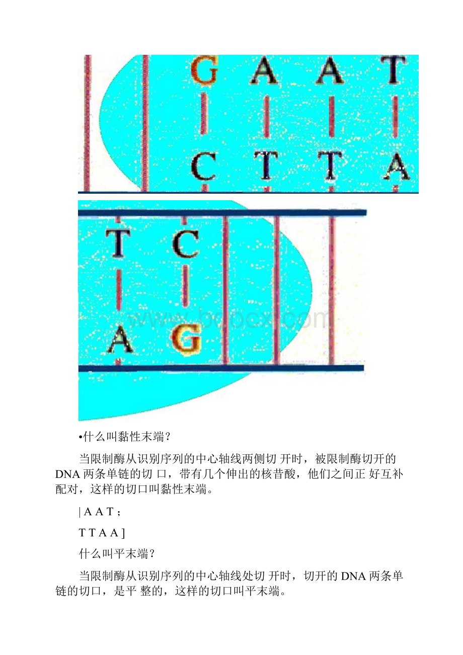 限制性核酸内切酶分子手术刀黏性末端平末端牡丹江一中doc.docx_第3页