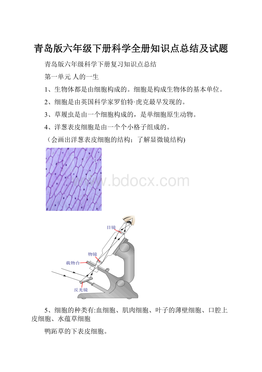 青岛版六年级下册科学全册知识点总结及试题.docx