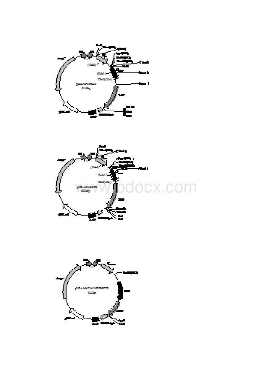 腺病毒载体操作手册1407R2剖析.docx_第2页