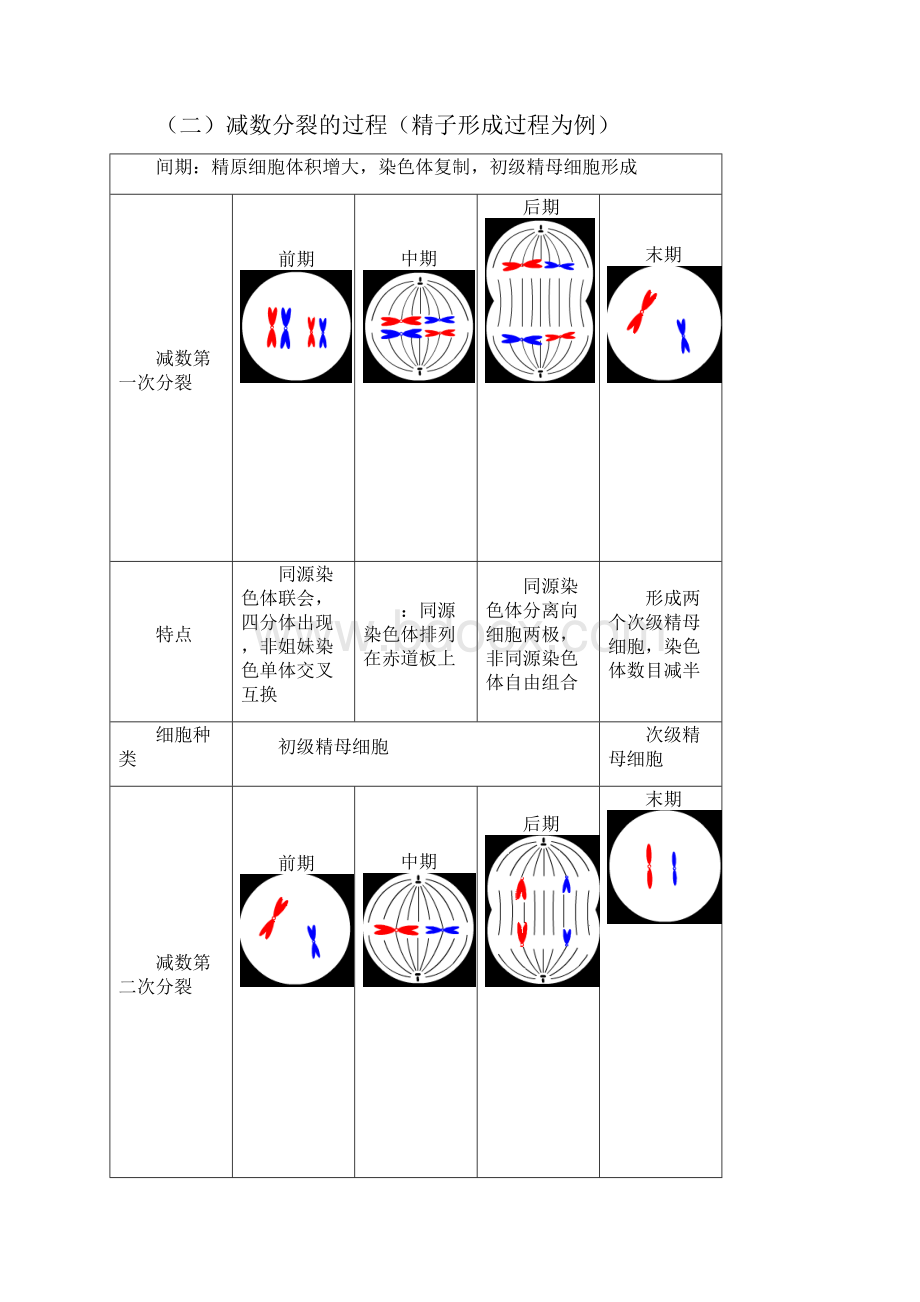 高中生物必修二有丝分裂减数分裂详尽分析.docx_第3页