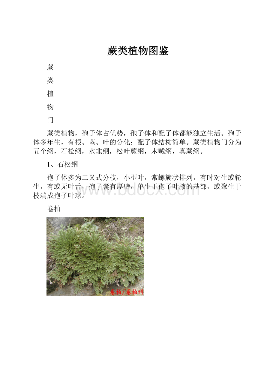 蕨类植物图鉴.docx_第1页