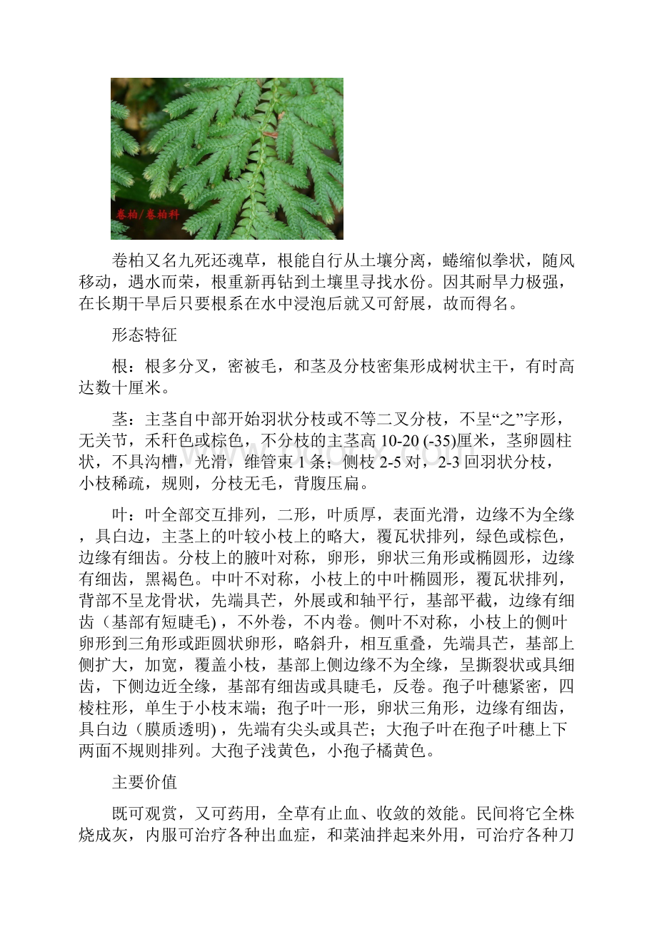 蕨类植物图鉴.docx_第3页