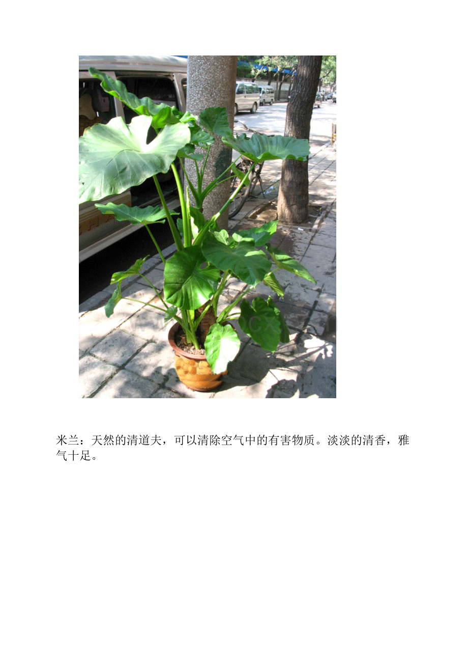 室内吸毒植物集合.docx_第3页