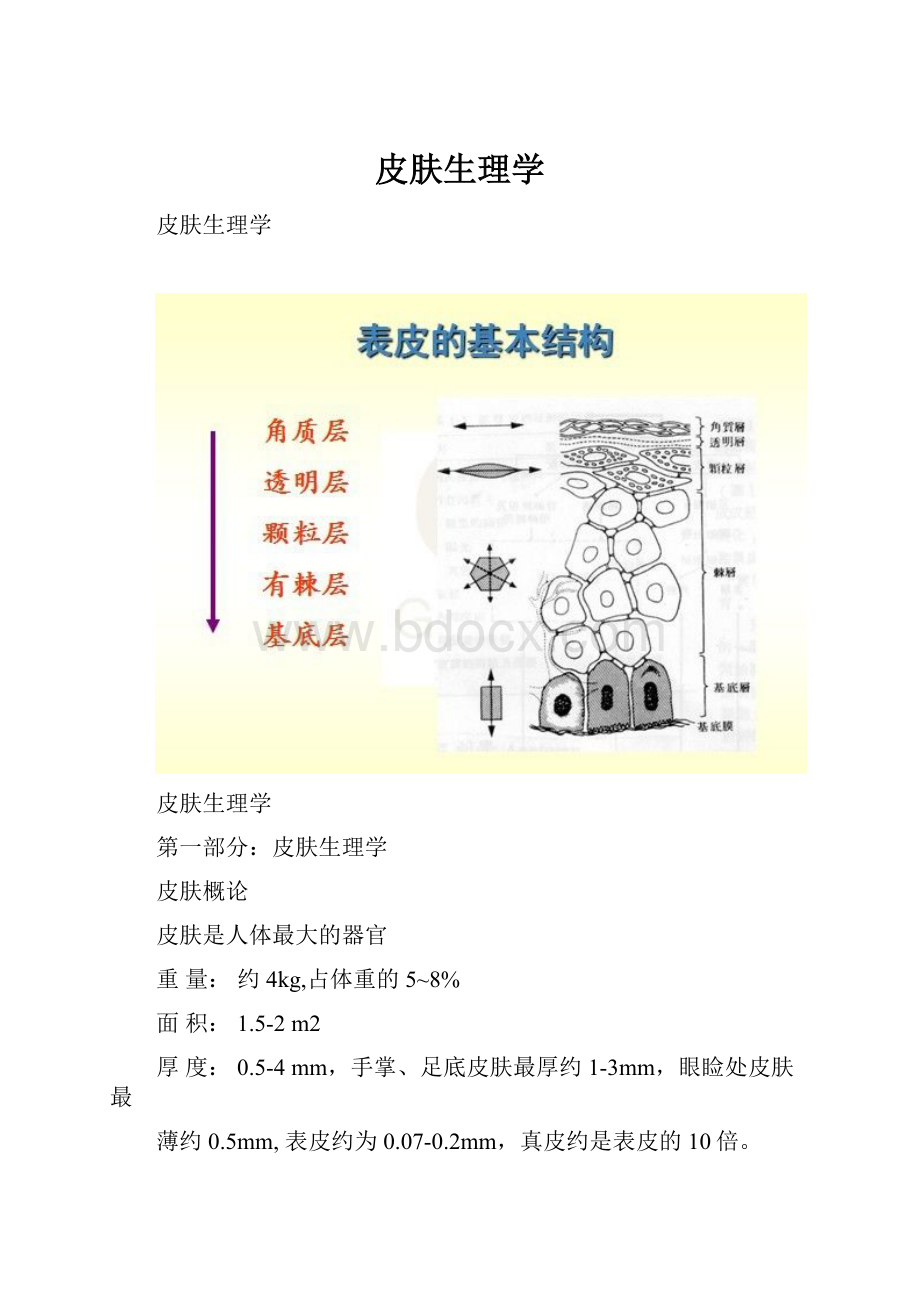 皮肤生理学.docx