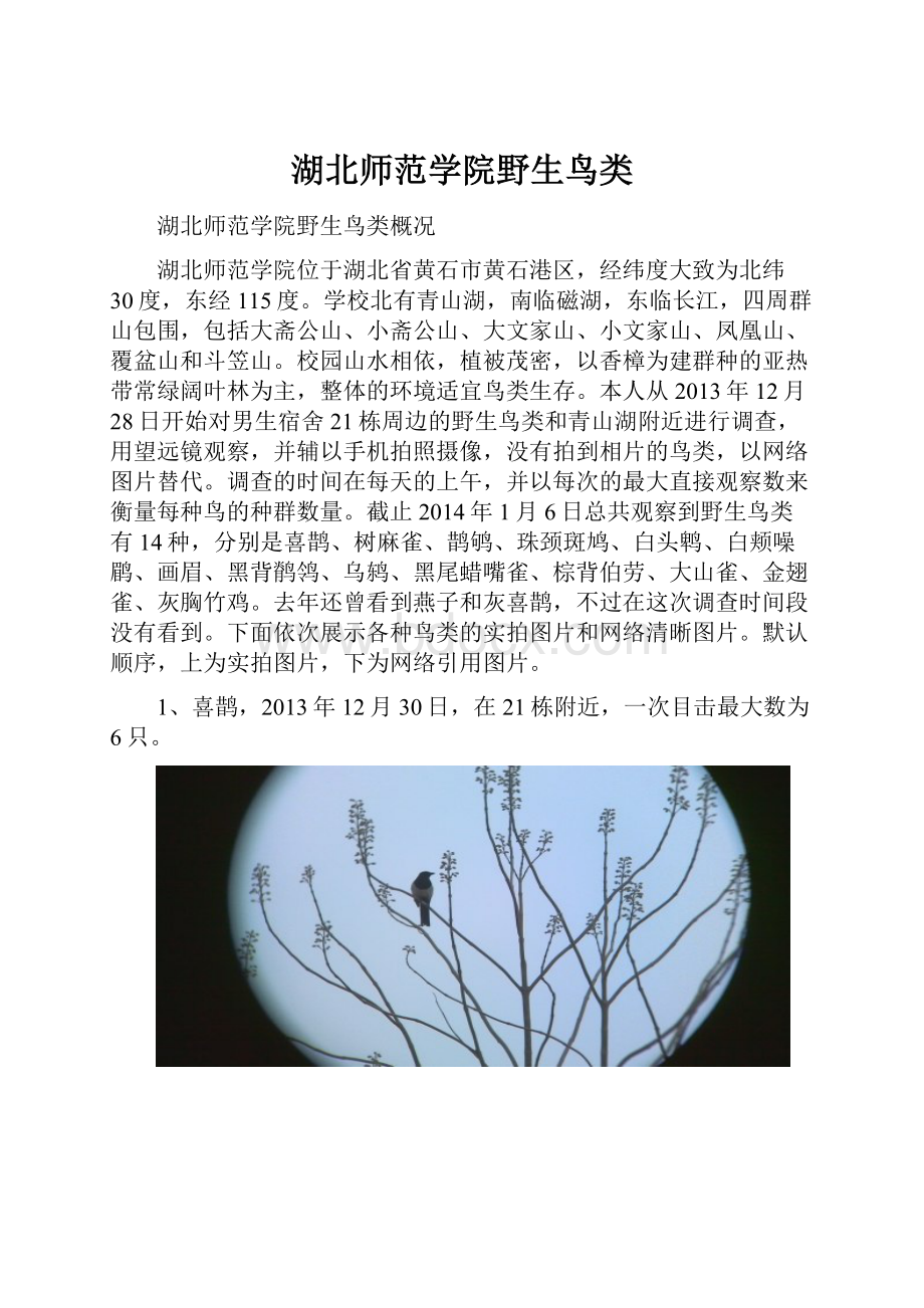 湖北师范学院野生鸟类.docx_第1页