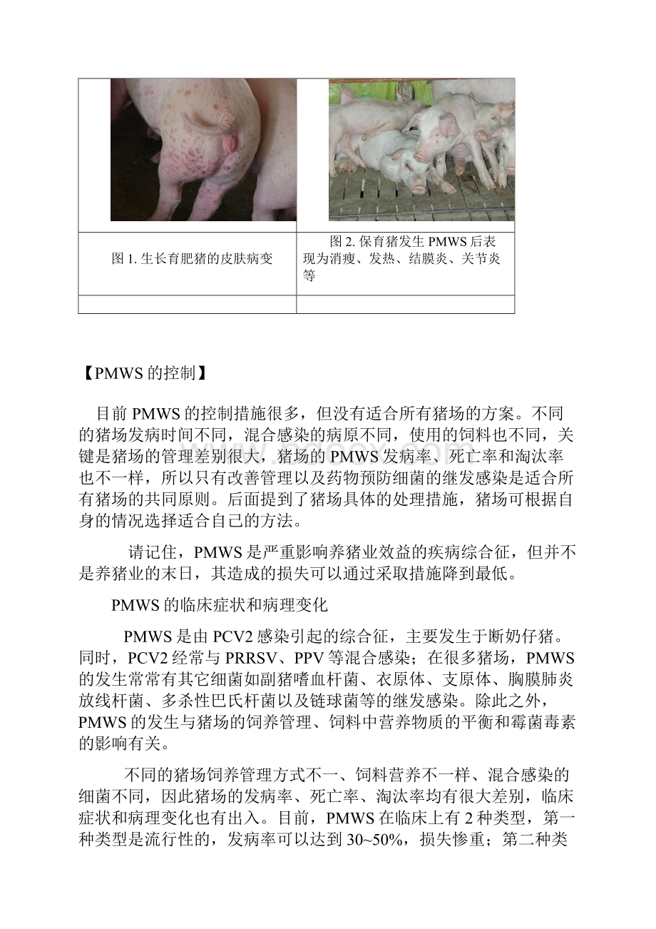 仔猪断奶后多系统衰弱综合征综述.docx_第3页