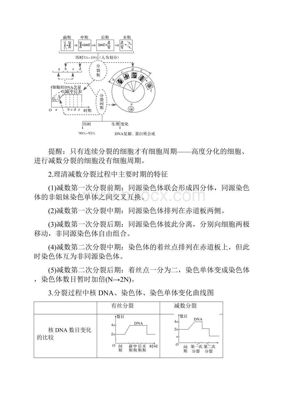 一轮复习专题02 减数分裂与有丝分裂的比较解析版.docx_第2页