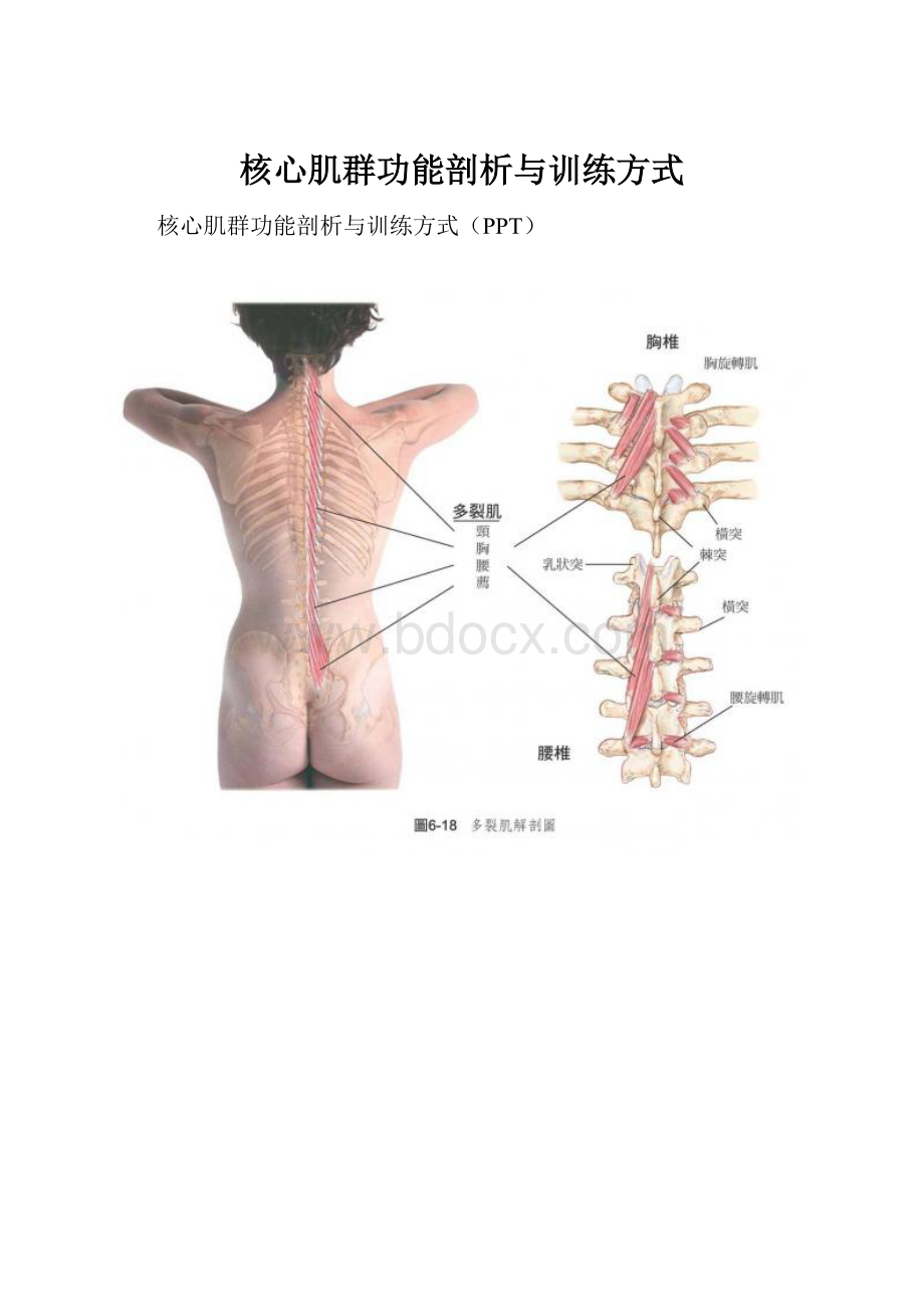 核心肌群功能剖析与训练方式.docx_第1页