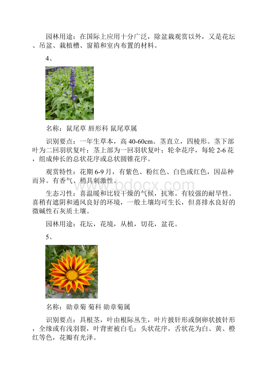 杭州常见园林花卉200种.docx_第3页