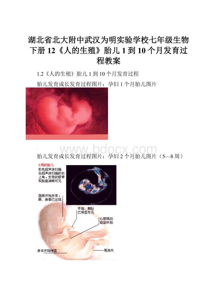 湖北省北大附中武汉为明实验学校七年级生物下册 12《人的生殖》胎儿1到10个月发育过程教案.docx