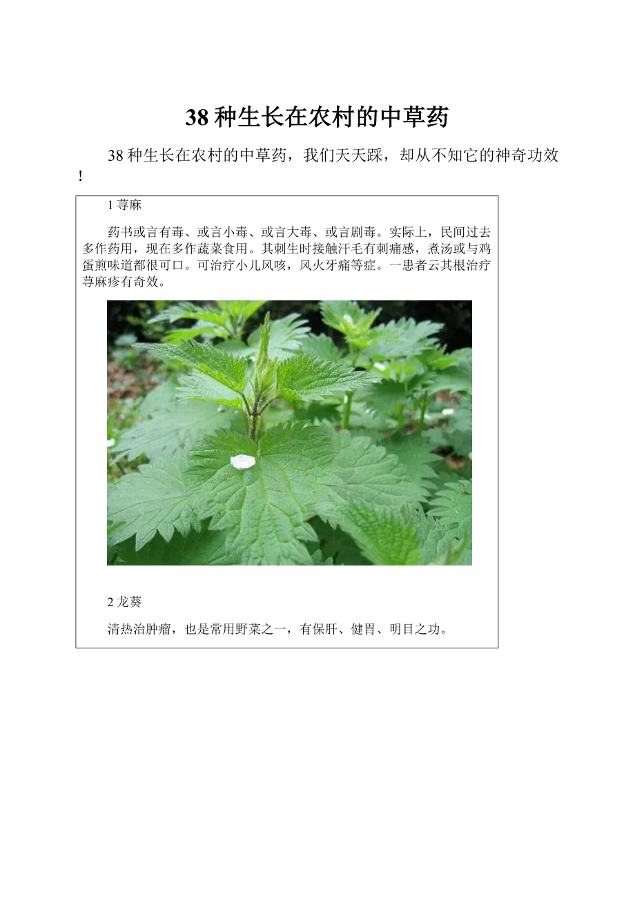 38种生长在农村的中草药.docx_第1页