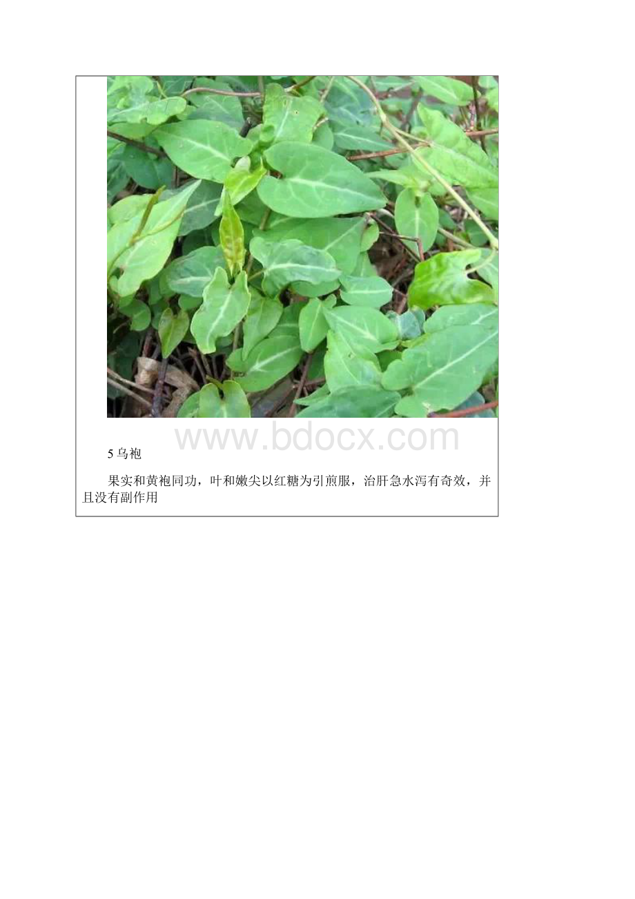 38种生长在农村的中草药.docx_第3页