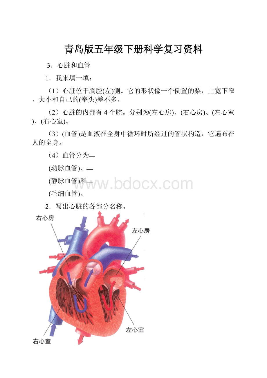 青岛版五年级下册科学复习资料.docx