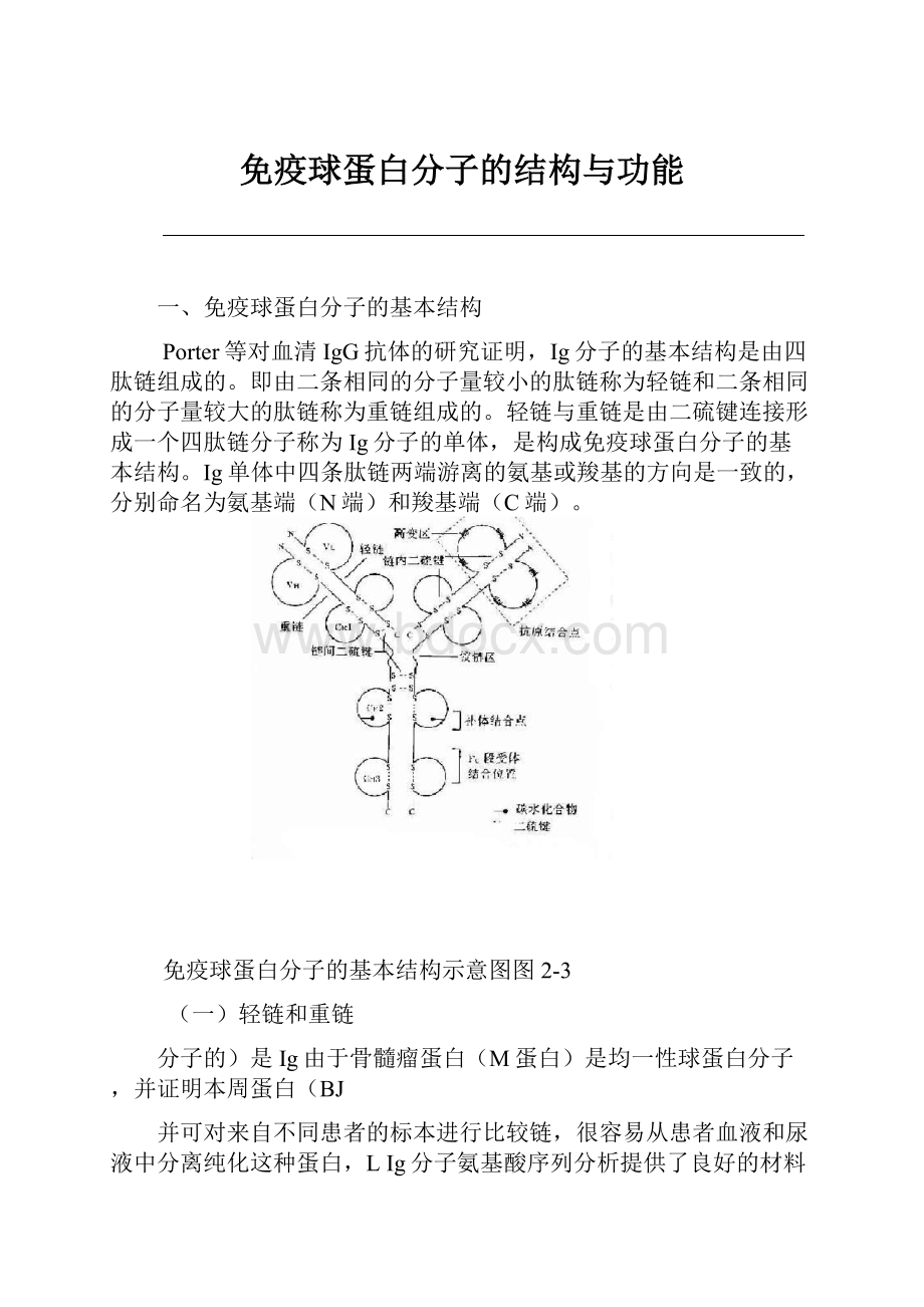 免疫球蛋白分子的结构与功能.docx_第1页