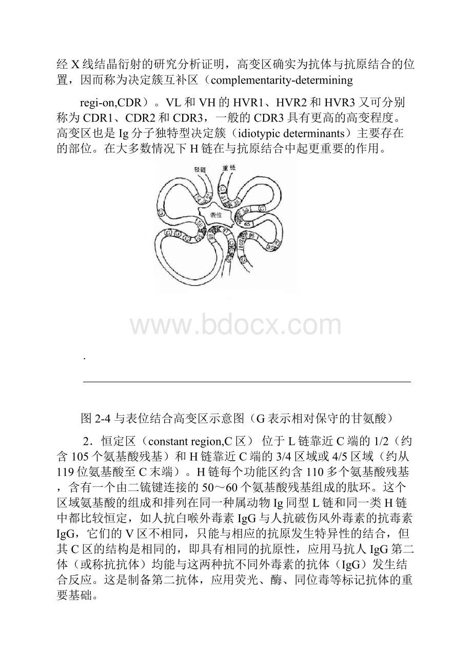 免疫球蛋白分子的结构与功能.docx_第3页