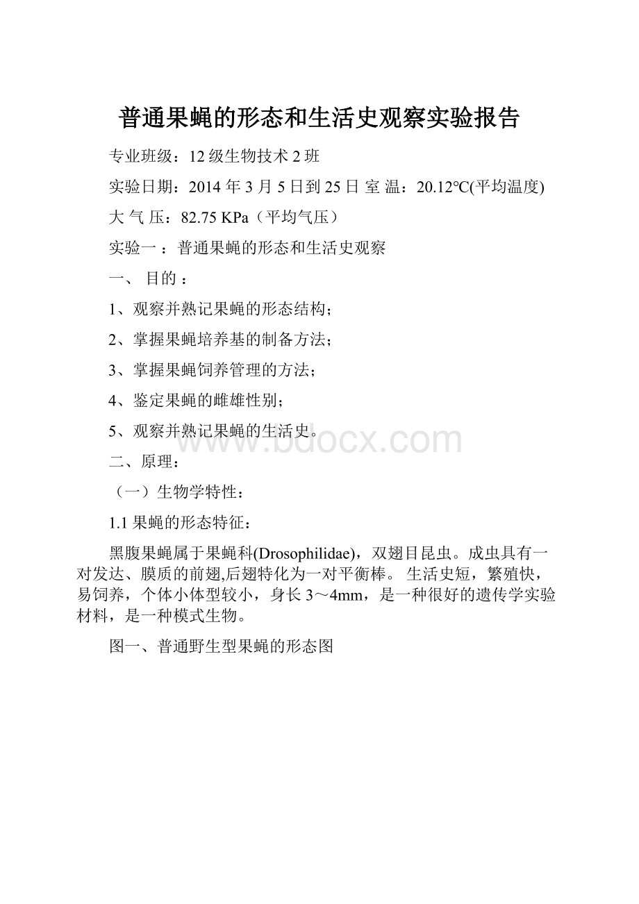 普通果蝇的形态和生活史观察实验报告.docx_第1页