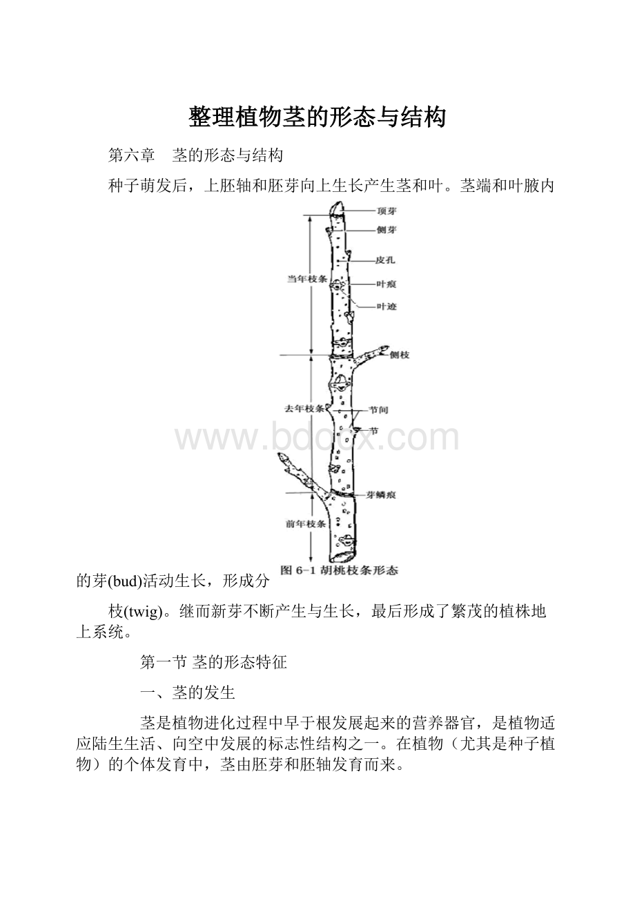 整理植物茎的形态与结构.docx