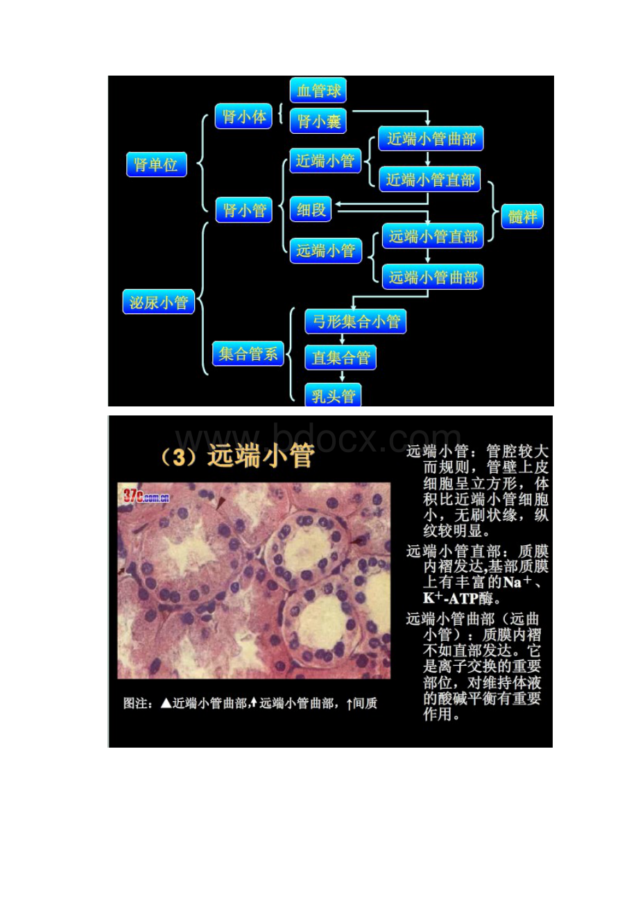 肾脏切片HE染色讲解.docx_第3页