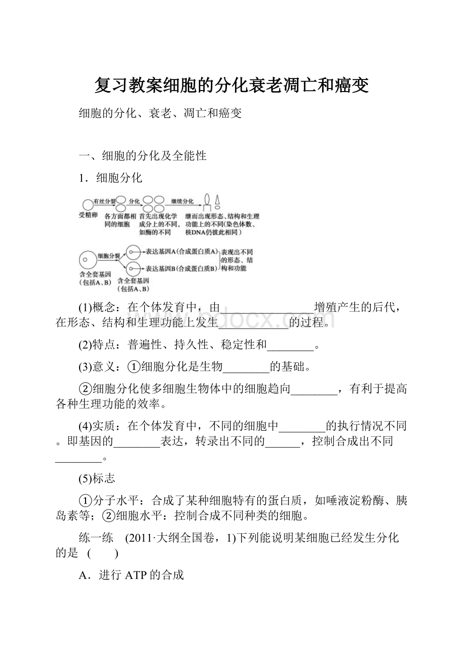 复习教案细胞的分化衰老凋亡和癌变.docx