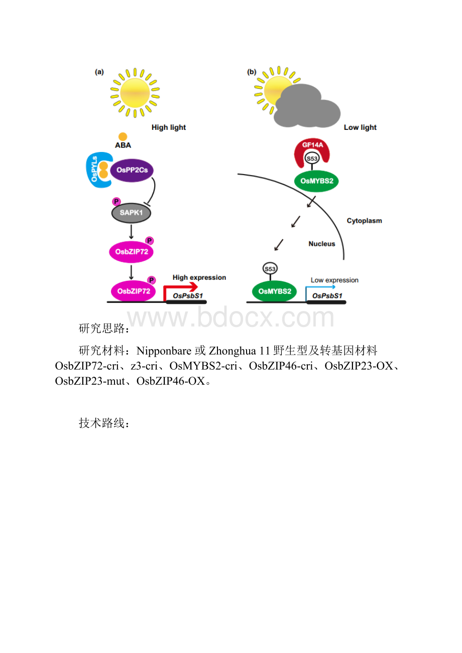 水稻非光化学猝灭过程的调控机制.docx_第2页